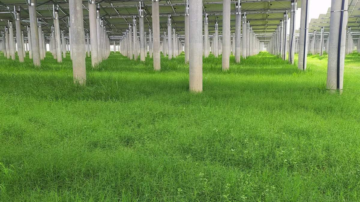 Ground-mounted solar array at a grid-connected solar power plant in Bangladesh